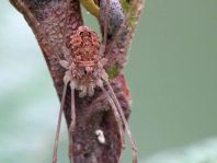 Rilaena triangularis