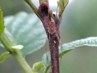 Rilaena triangularis