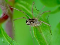 Phalangium opilio