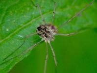 Phalangium opilio