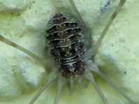 Opilio canestrinii