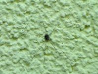 Opilio canestrinii