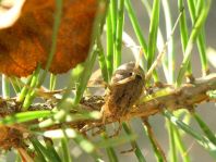 Odiellus spinosus