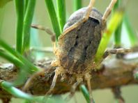 Odiellus spinosus