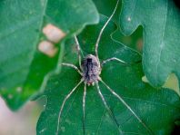 Odiellus spinosus