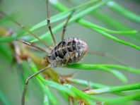 Phalangium opilio