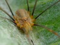 Opilio canestrinii