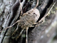 Odiellus spinosus