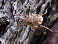 Odiellus spinosus