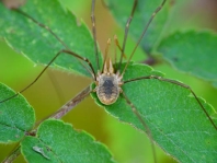 Phalangium opilio