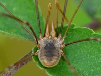 Phalangium opilio
