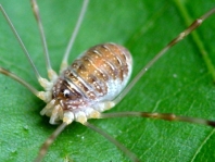 Opilio canestrinii