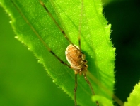 Opilio canestrinii