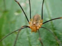 Opilio canestrinii