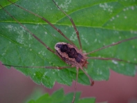 Phalangium opilio