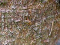 Opilio canestrinii