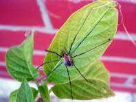 Phalangium opilio