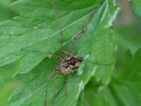 Phalangium opilio