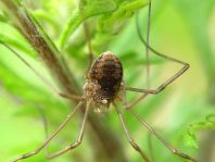 Phalangium opilio