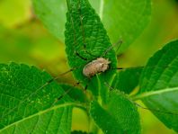 Opilio canestrinii