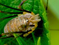 Opilio canestrinii