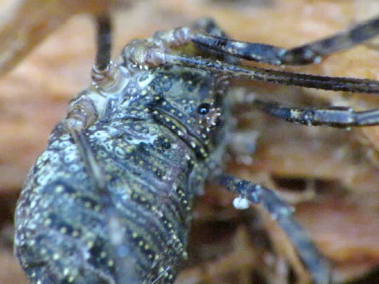 Lacinius dentiger, Steingrüner Zahnäugler