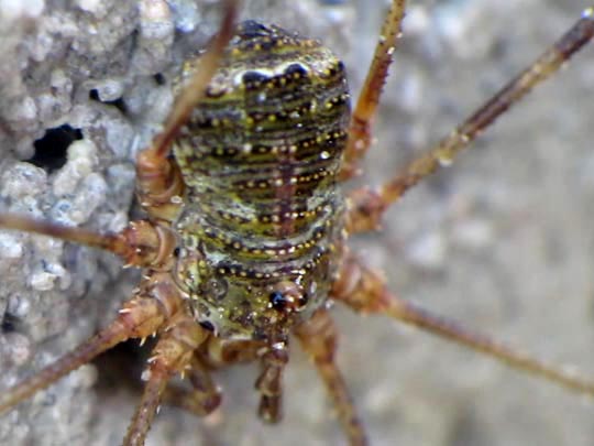 Lacinius dentiger, Steingrüner Zahnäugler