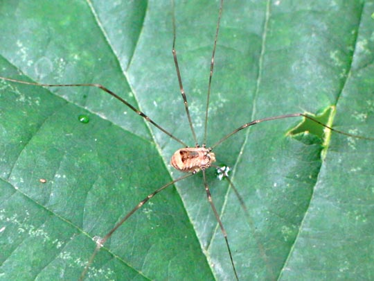 Leiobunum blackwalli