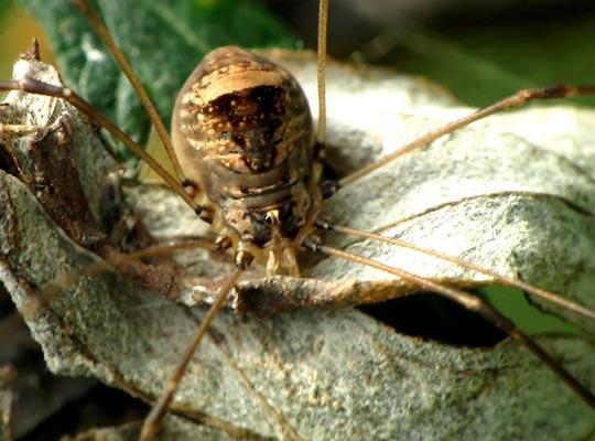 Leiobunum blackwalli