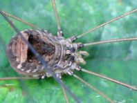 Leiobunum blackwalli