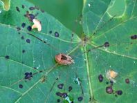 Leiobunum blackwalli