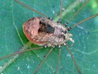 Leiobunum blackwalli