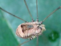 Leiobunum blackwalli