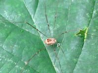 Leiobunum blackwalli