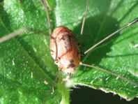 Leiobunum rotundum