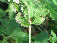 Leiobunum rotundum