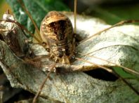 Leiobunum blackwalli