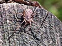 Odiellus spinosus