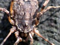 Odiellus spinosus
