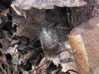 Odiellus spinosus