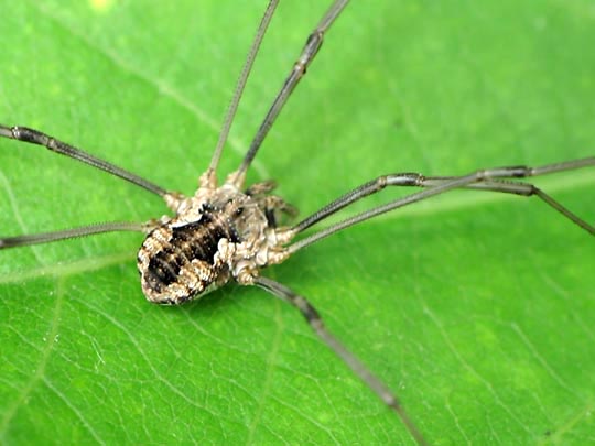 Phalangium opilio