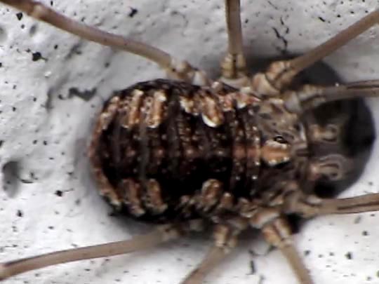 Phalangium opilio