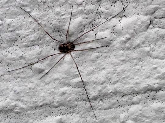 Phalangium opilio