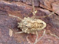 Phalangium opilio