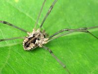 Phalangium opilio