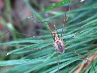Phalangium opilio