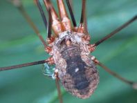 Phalangium opilio