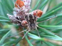 Phalangium opilio