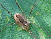 Phalangium opilio