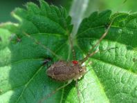 Phalangium opilio